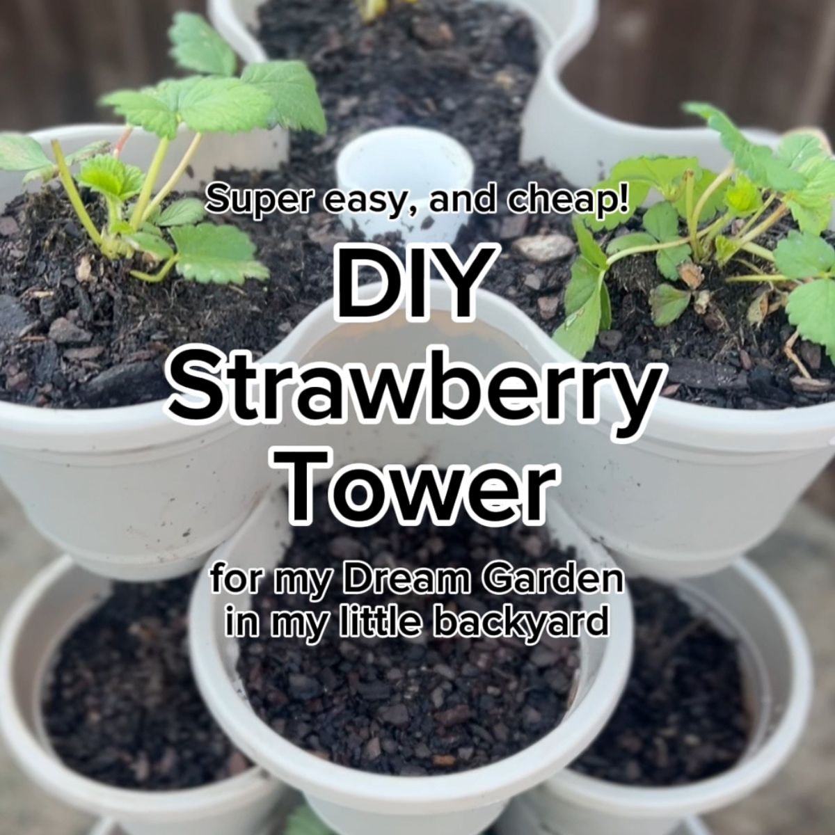 Close-up of a DIY strawberry tower, featuring multiple white planters stacked vertically, each filled with soil and small strawberry plants. Text overlays say, Super easy, and cheap! DIY Strawberry Tower for my Dream Garden in my little backyard.