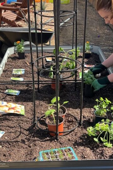 A person tends to a raised garden bed, planting various seedlings and small plants. The bed has a metal frame for support, and seed packets are scattered around. The scene is outdoors with sunlight illuminating the area.