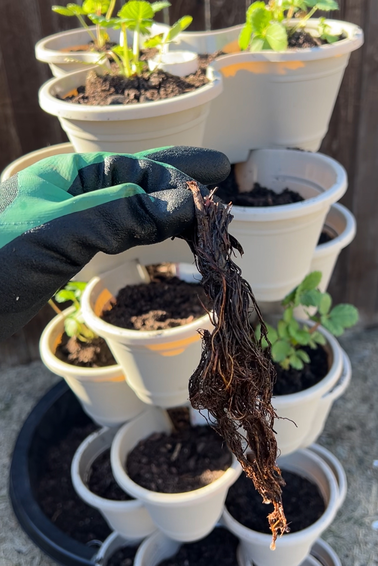 A gloved hand holds plant roots in front of a stack of white pots filled with soil and young plants. The pots are arranged vertically in a garden setting.